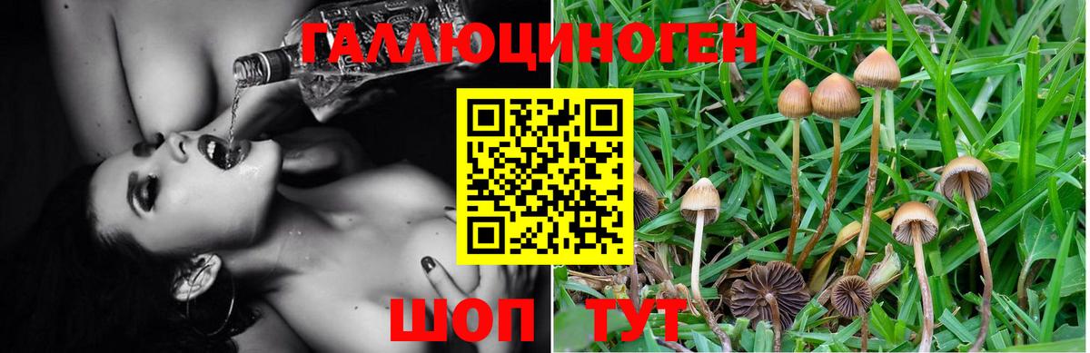 Брянск  Галлюциногенные грибы Psilocybe  Вход с VPN  Псилоцибиновые грибы прущие грибы 